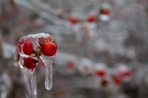 Berries after an ice storm