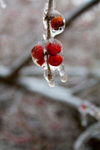 Berries after an ice storm
