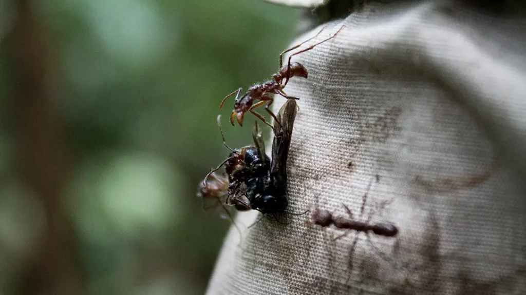 Ant attack a wasp in the Amazon Jungle.
